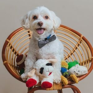 Meet your Posher, Iris